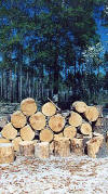 Cut Wood Pile