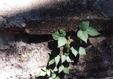 Vine Creeping Up Wall at Bellevue