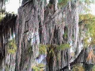 Musings of a Biologist and Dog Lover: Crazy Plants: Spanish Moss