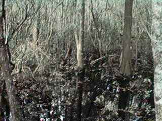 Okefenokee Muck