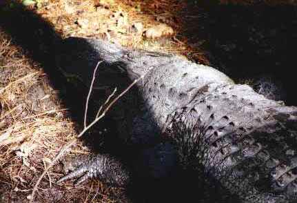 Okefenokee: Gator