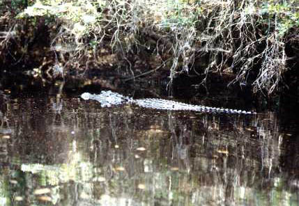 Okefenokee: Gator in Ditch