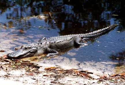 Okefenokee: Gator