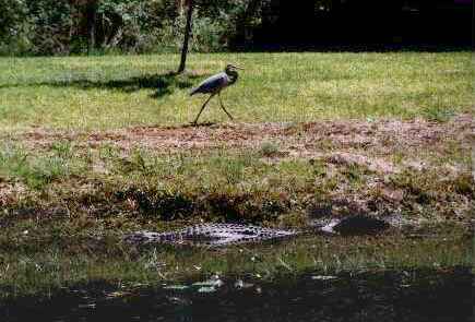 Okefenokee: Bird and Gator