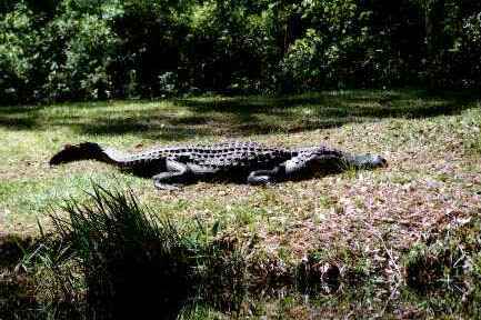 Okefenokee: Gator