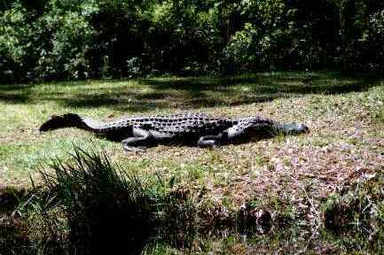 Okefenokee: Gator 