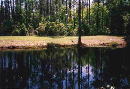 Okefenokee: Bird and Gator