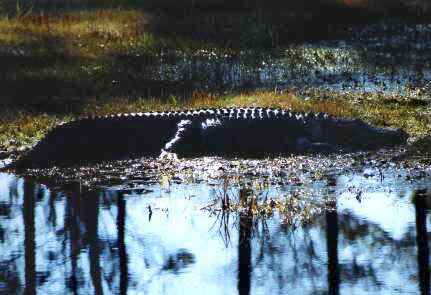Okefenokee: Gator