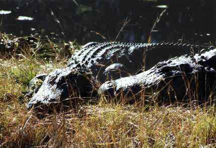 Okefenokee: Gators