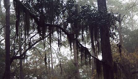 Spanish Moss